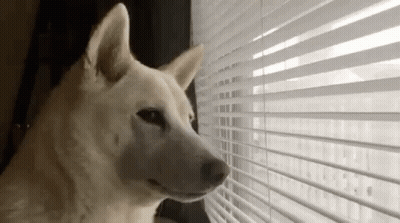 Dog Looking Out Window With Blinds GIF