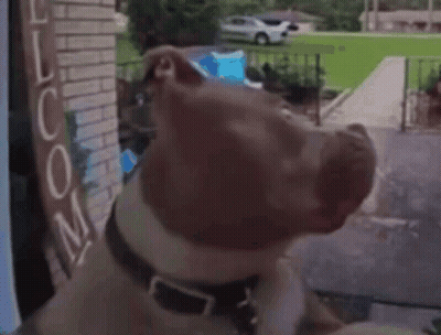 Dog Looking Out Window With Loom Sign GIF