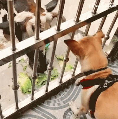 Dog Looking Through Fence Saying Pets GIF