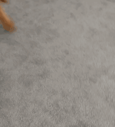 Dog Looking Up At Camera