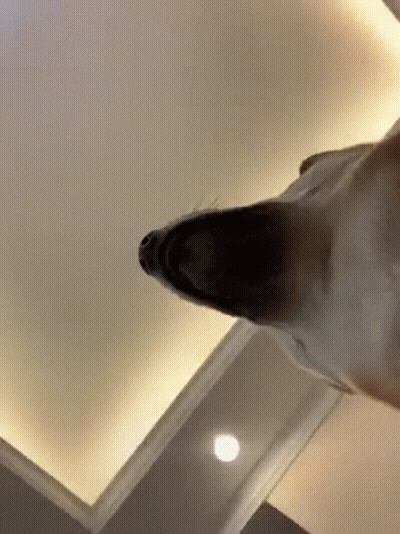 Dog Looking Up At Ceiling GIF