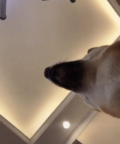 Dog Looking Up At Ceiling Light GIF