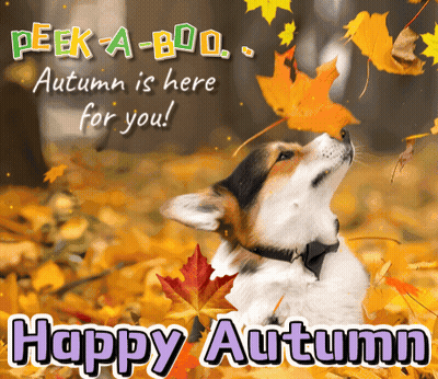 Dog Looking Up At Leaf Peek A Boo Autumn GIF