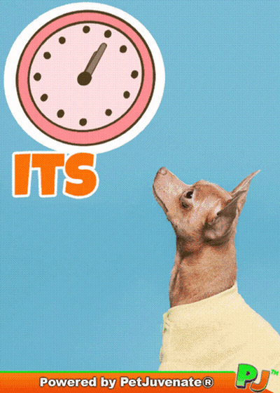 Dog Looking Up At Pink Clock Powered By Petjuvenate GIF