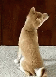 Dog Looking Upward Funny Animal  GIF