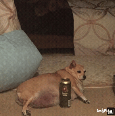 Dog Lying Next To Can Saying Lazy GIF