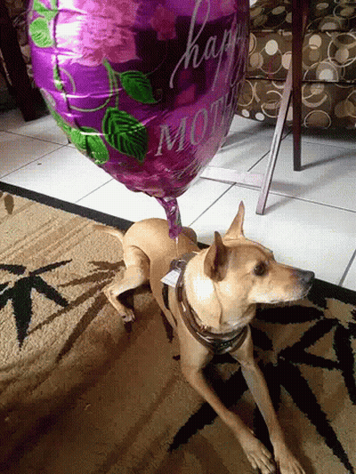 Dog Lying Next To Happy Mom Balloon GIF