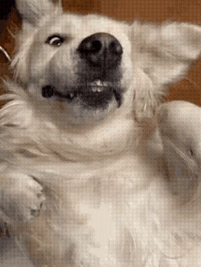 Dog Lying On Back Eyes Closed Mouth Open GIF
