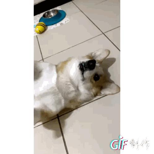 Dog Lying On Back Next To Food Bowl Sticker