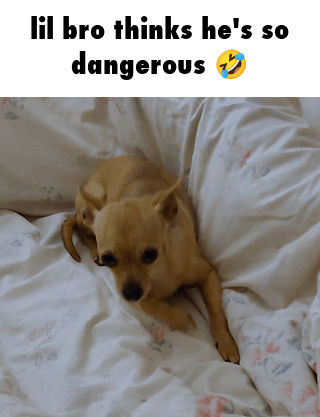 Dog Lying On Bed Lil Bro Thinks He's Dangerous GIF