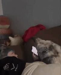 Dog Lying On Bed Looking At Cellphone GIF