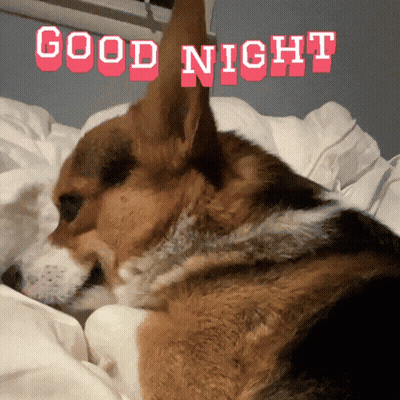 Dog Lying On Bed Saying Good Night GIF