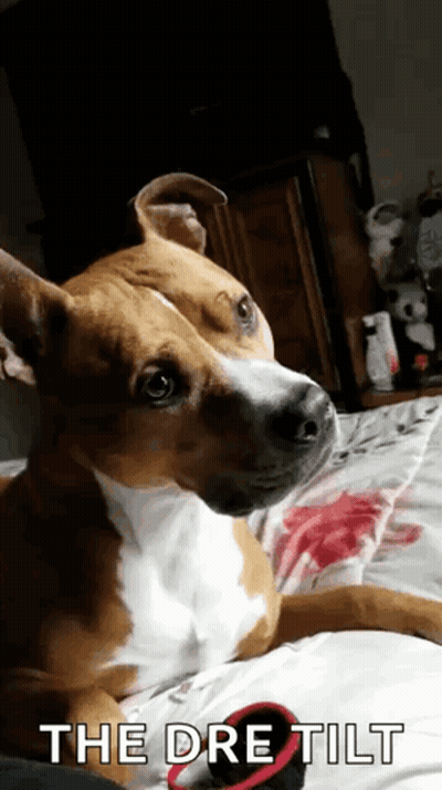 Dog Lying On Bed With The Dre Tilt GIF