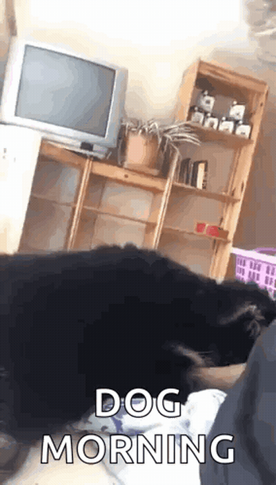 Dog Lying On Bed With TV And Shelf GIF