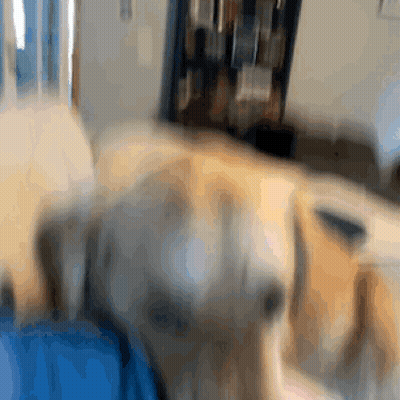 Dog Lying On Bed GIF
