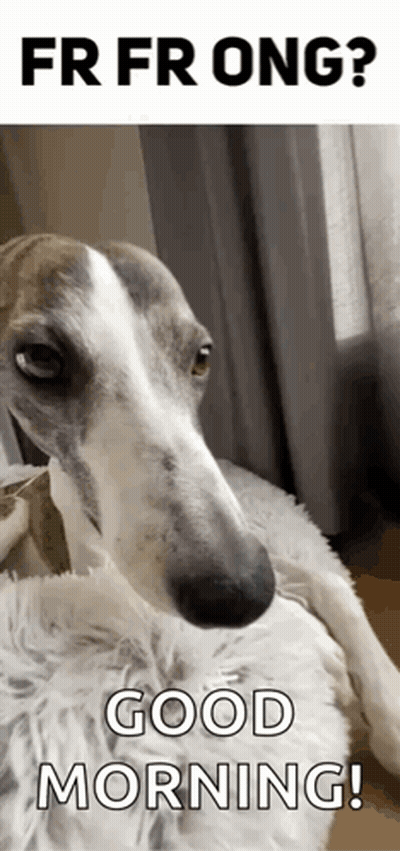 Dog Lying On Blanket Good Morning GIF