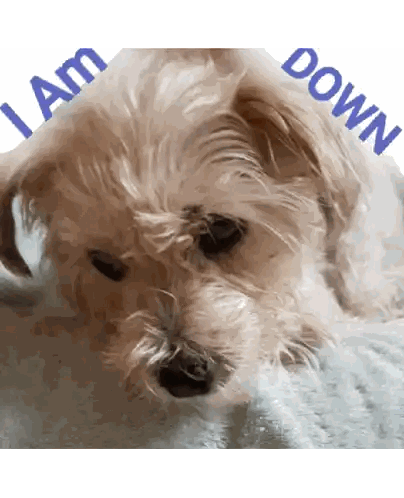 Dog Lying On Blanket I Am Down Sticker