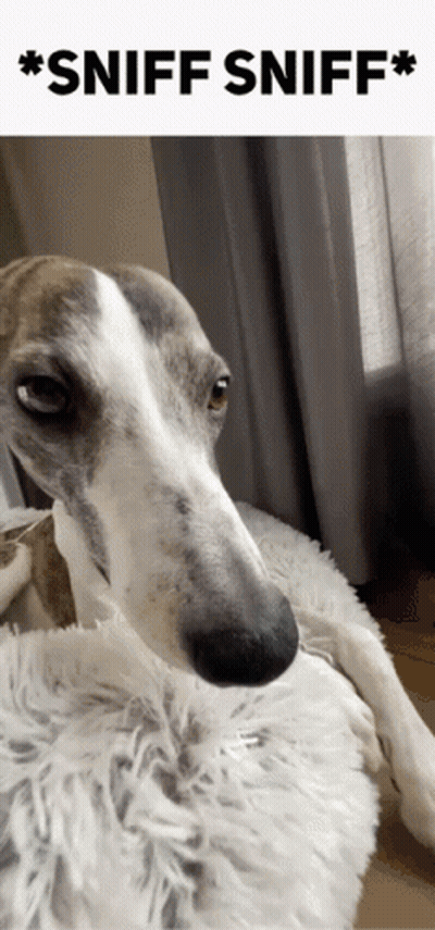 Dog Lying On Blanket Sniff Sniff GIF