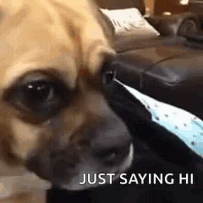 Dog Lying On Couch Looking At Camera GIF
