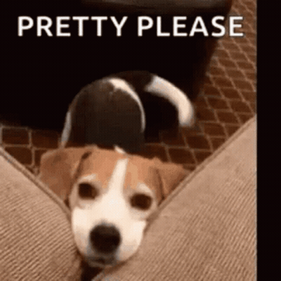Dog Lying On Couch Pretty Please GIF