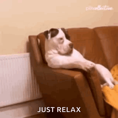 Dog Lying On Couch Relaxing GIF