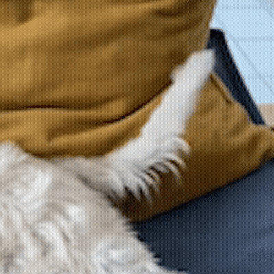 Dog Lying On Couch With Yellow Pillow GIF