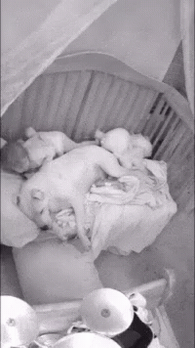 Dog Lying On Crib Next To Baby GIF