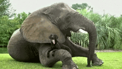 Dog Lying On Elephant Arm