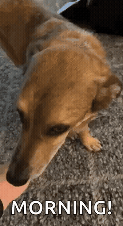 Dog Lying On Floor Looking At Person's Hand GIF