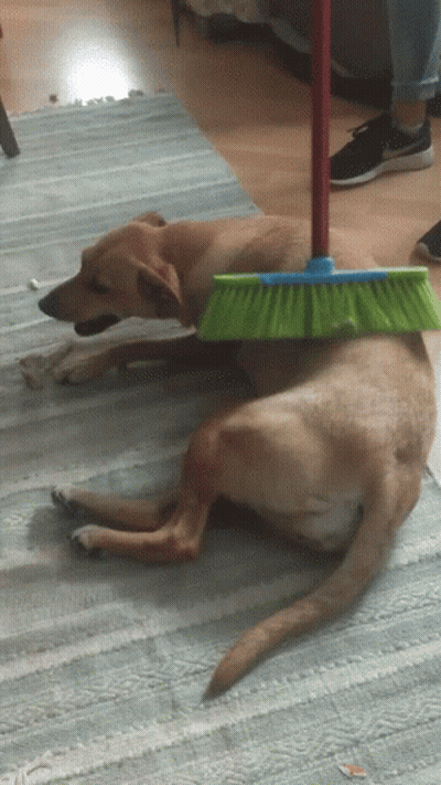 Dog Lying On Floor With Broom On Back GIF