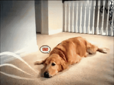 Dog Lying On Floor With I Love You Speech Bubble GIF