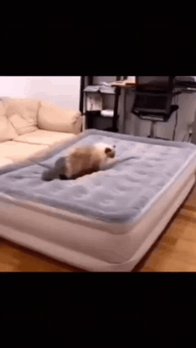 Dog Lying on Inflatable Bed