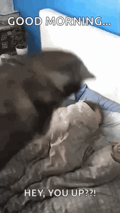 Dog Lying on Person Saying Good Morning Hey You Up