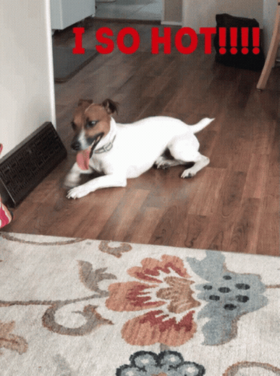 Dog Lying On Rug I So Hot GIF