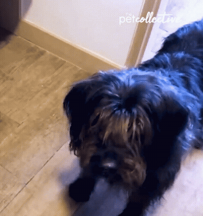 Dog Lying On Tiled Floor GIF