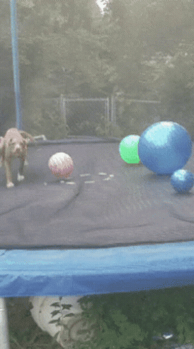 Dog Lying On Trampoline With Balls GIF