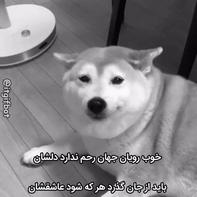 Dog Lying On Wooden Floor GIF