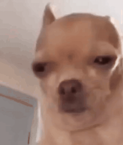 Dog Making Funny Face GIF