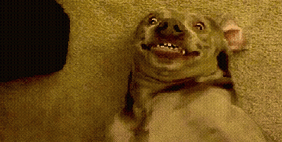 Dog Making Funny Face Laying On Floor GIF