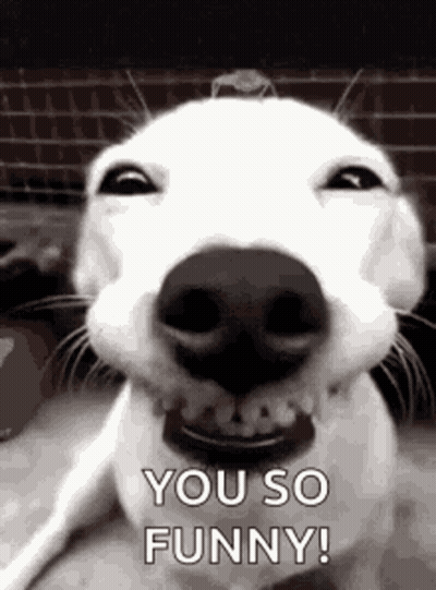 Dog Making Funny Face Saying You So Funny GIF
