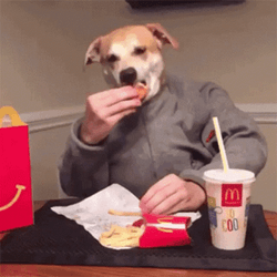 Dog Man As College Student GIF