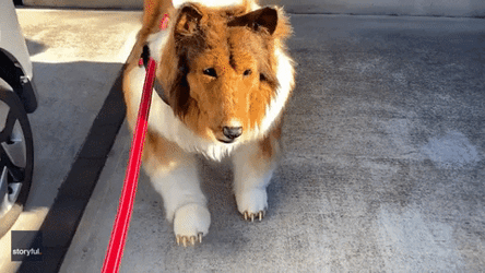 Dog Man Awkward Walk GIF