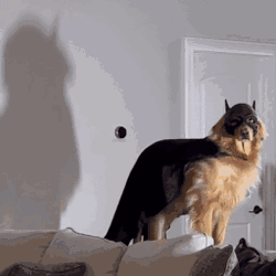 Dog Man Batdog Costume GIF