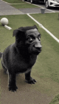 Dog Man Dog Ai GIF