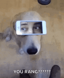 Dog Man Eyes On The Phone GIF
