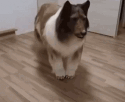 Dog Man Lying Down GIF