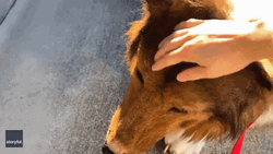 Dog Man Patting Its Head GIF