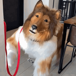 Dog Man Scratching Post GIF