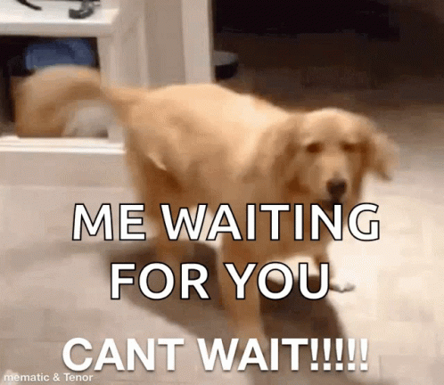 Dog Me Waiting For You Cant Wait GIF