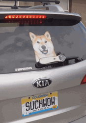 Dog Meme Car Wiper GIF